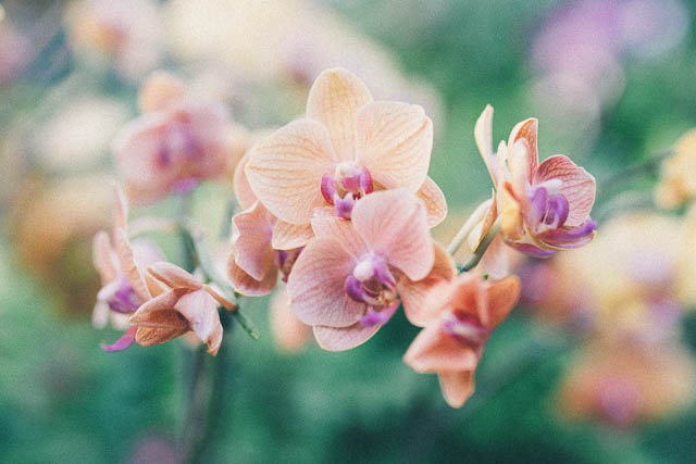 orchid-orange