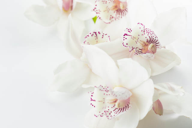 orchid-white